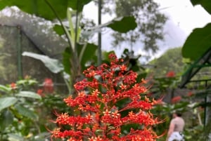 Panama Stad: Soberania Nationaal Park privéwandeling door het regenwoud