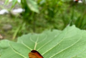 Panama City: Soberania National Park Private Rainforest Hike