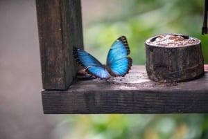 Panama: tour privato della comunità Embera e del Santuario dei bradipi