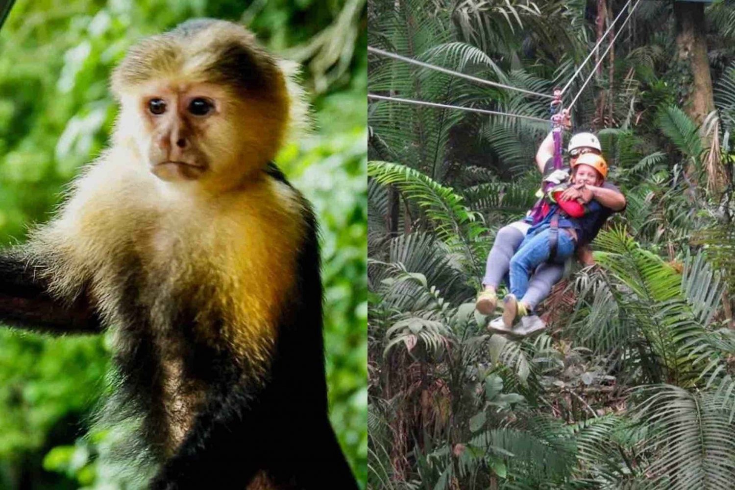 Panamá: Ilha dos Macacos e passeio de tirolesa pela floresta tropical de Gamboa