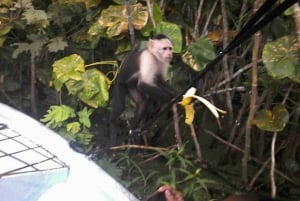 Panama : L'île aux singes et la forêt tropicale de Gamboa en tyrolienne