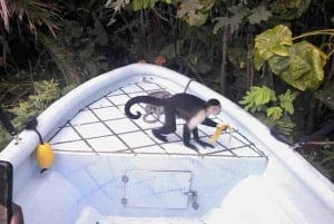 Panamá: Ilha dos Macacos e passeio de tirolesa pela floresta tropical de Gamboa