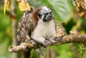 Panama: Monkey Island og Gamboa regnskogstur med zipline