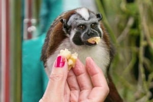 Panamá: Ilha dos Macacos e passeio de tirolesa pela floresta tropical de Gamboa