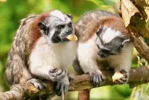 Panama: Gamboan sademetsän Zipline Tour