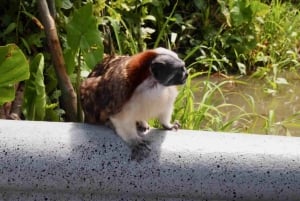 Panamá: Ilha dos Macacos e passeio de tirolesa pela floresta tropical de Gamboa