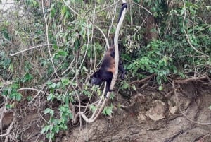 Panama: Monkey Island og Gamboa regnskogstur med zipline