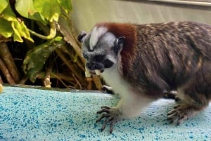 Panama : L'île aux singes et la forêt tropicale de Gamboa en tyrolienne