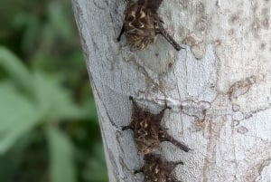 Panama: Monkey Island and Gatun Lake tour