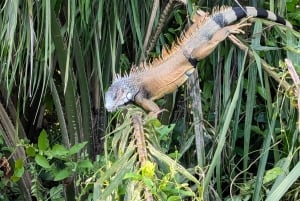 Panama: Monkey Island and Gatun Lake tour