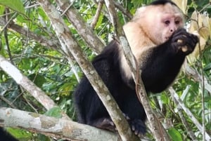 Panama : L'île aux singes et le canal de Panama : écotourisme et jungle