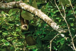 Panama : L'île aux singes et le canal de Panama : écotourisme et jungle