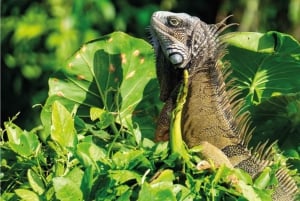 Panama Canal: Monkey Island and Jungle Hike Eco Tour