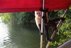 Panama : L'île aux singes et le canal de Panama : écotourisme et jungle