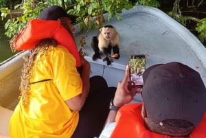 Panama: Eco-Tour dell'Isola delle Scimmie e del Canale di Panama e della giungla