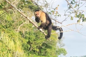 Panama: Monkey Island and Panama Canal Eco-Tour