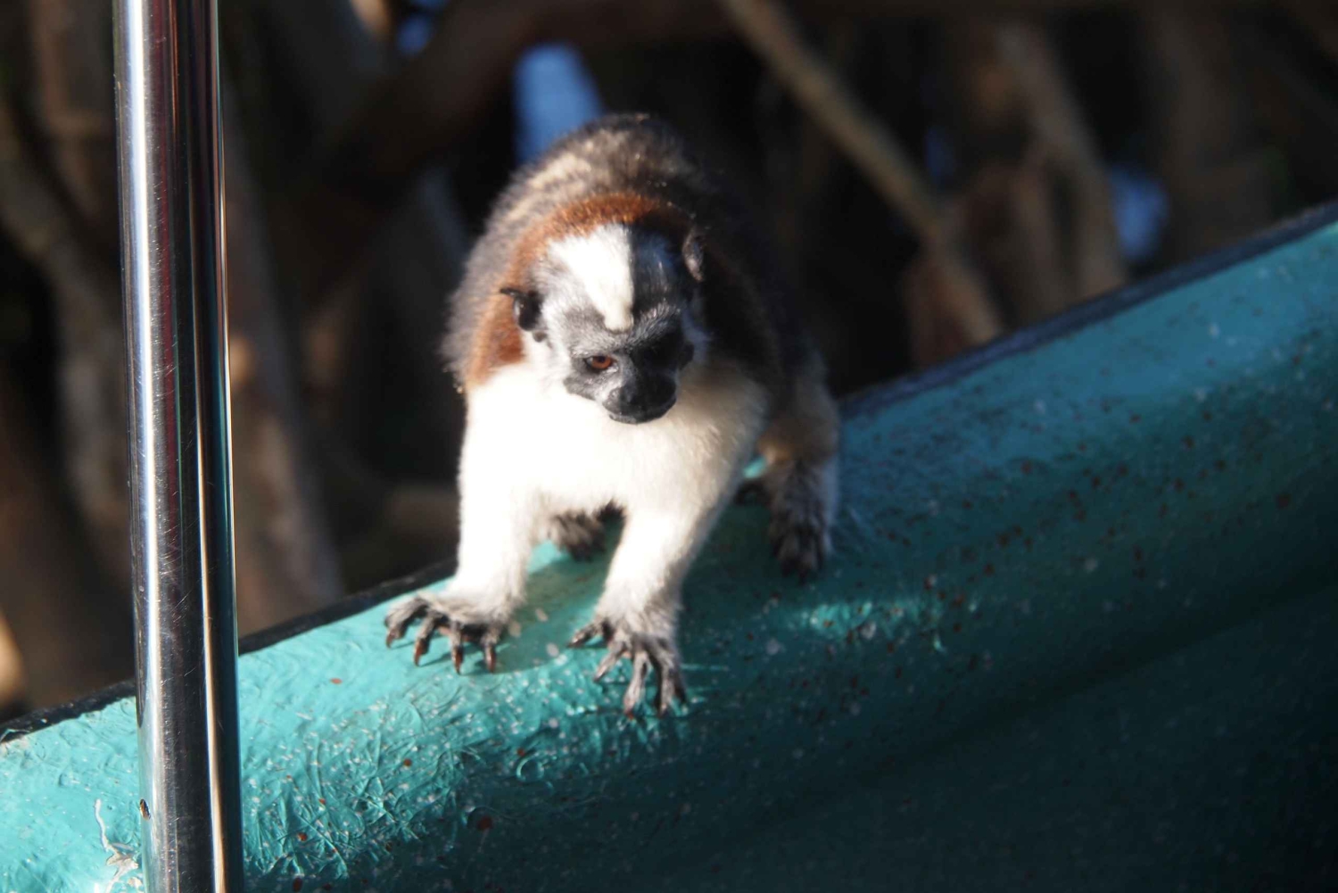Panama: Monkey Island Gatun Lake Boat ride
