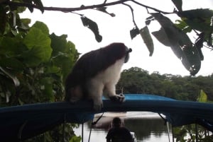 Panama: Monkey Island Gatun Lake Boat ride