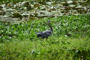 Panama: giro in barca sul lago Gatun dell'Isola delle Scimmie