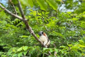 Panama: Monkey Island Gatun See Bootsfahrt