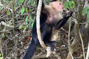 Panama: Monkey Island Gatun Lake Bootsfahrt