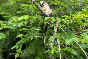 Panamá: Isla de los Monos Lago Gatún Paseo en barco