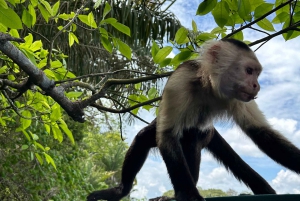 Panamá: Isla de los Monos Lago Gatún Paseo en barco