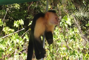Panama: Monkey Island Gatun Lake Boat ride