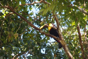 Panama: Monkey Island Gatun Lake Boat ride