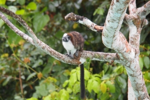 Panama: Monkey Island Gatun Lake Boat ride