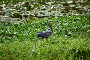 Panama: Monkey Island Gatun Lake Boat ride