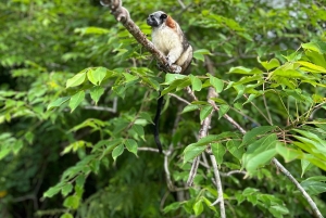 Panama: Monkey Island Gatun Lake Boat ride