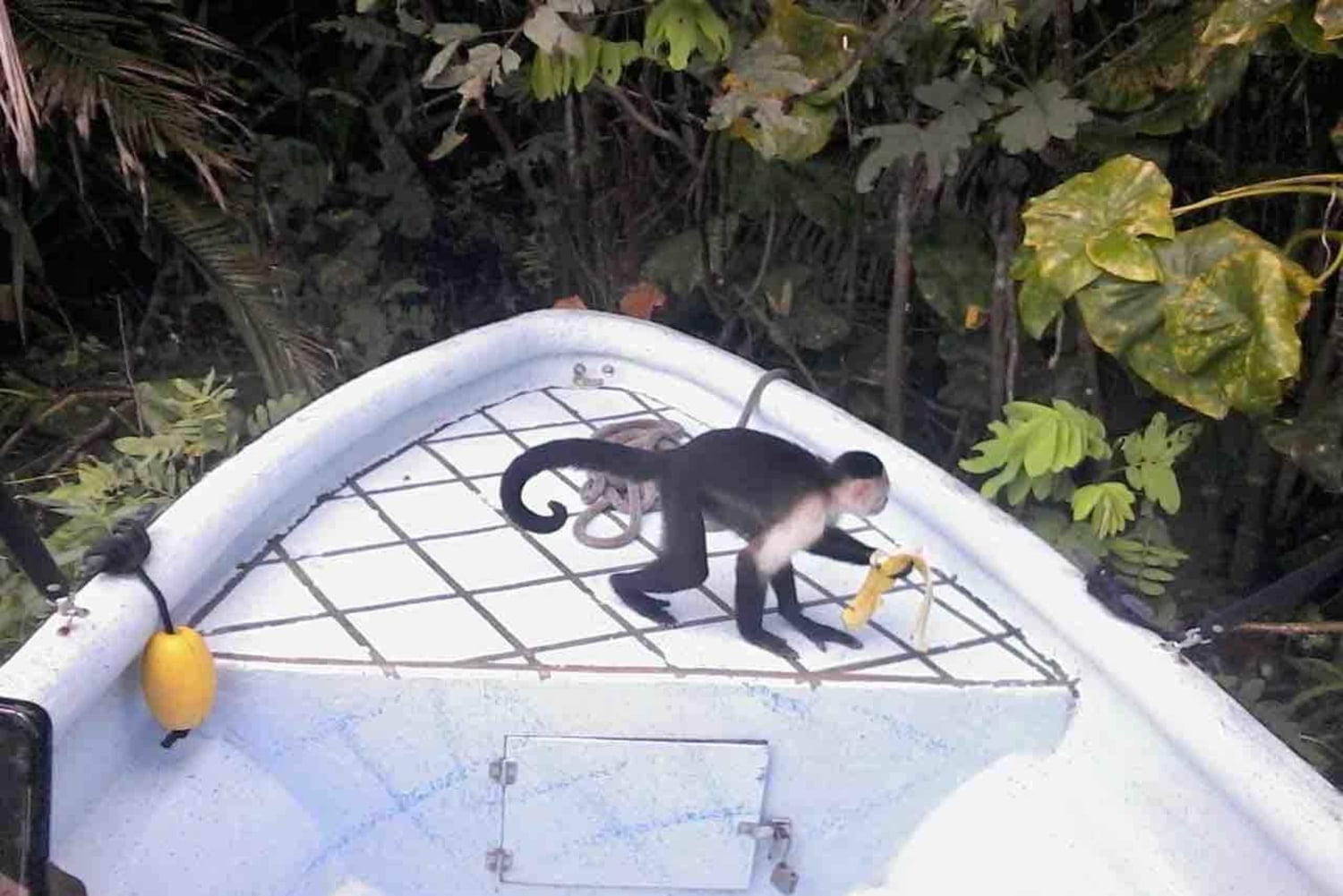 Panama: Monkey Island, Sloth Sanctuary and Gatun Lake Tour