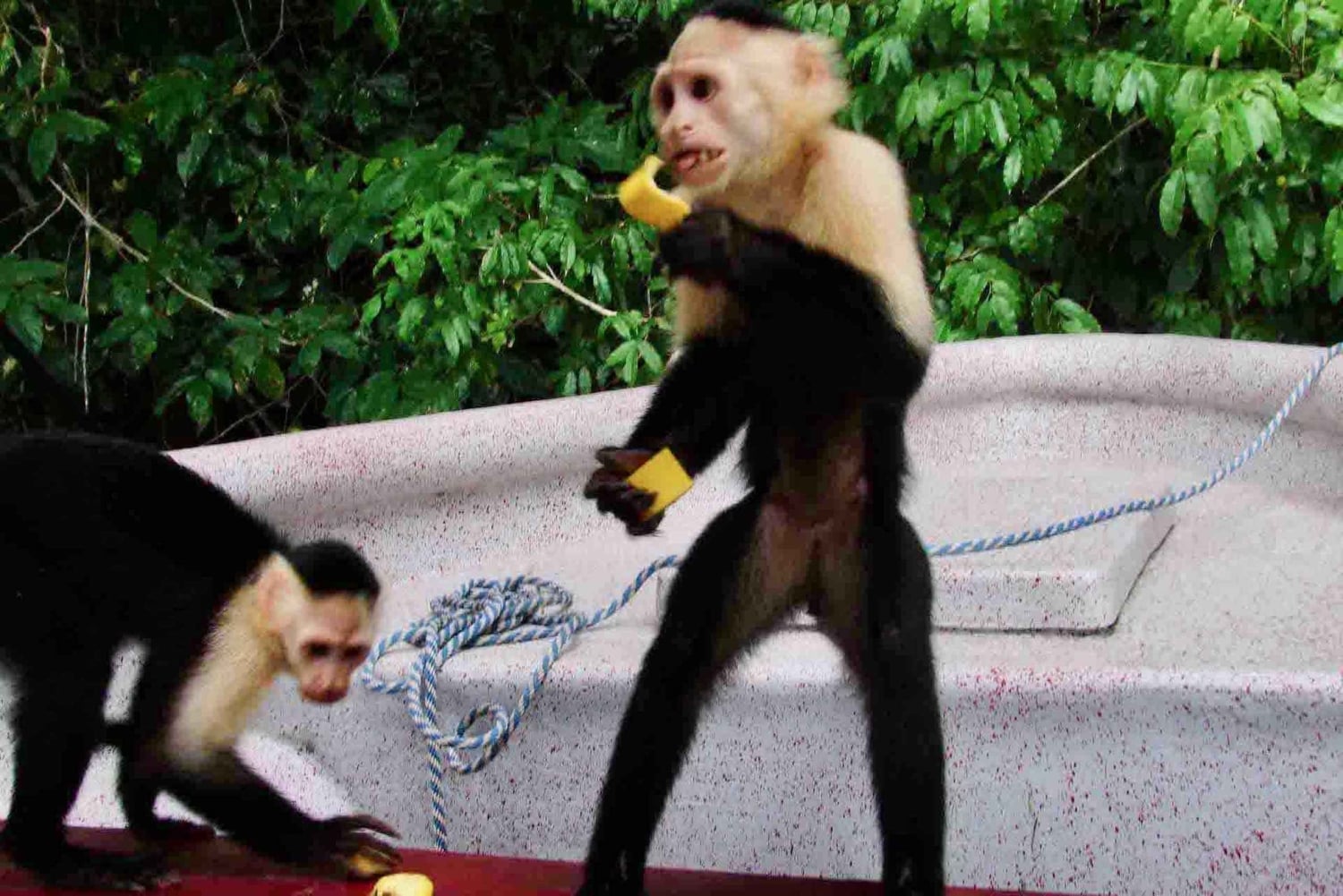 Panama: Monkey Island, Sloth Sanctuary and Gatun Lake Tour