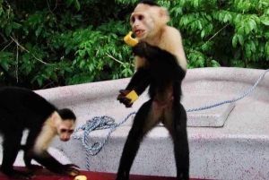 Panama: Monkey Island, Sloth Sanctuary and Gatun Lake Tour