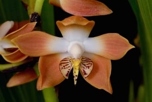 Panama: Monkey Island, Sloth Sanctuary and Gatun Lake Tour