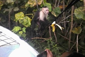 Panama: Monkey Island, Sloth Sanctuary and Gatun Lake Tour