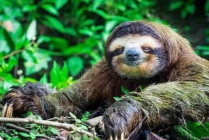 Panama: Monkey Island, Sloth Sanctuary and Gatun Lake Tour