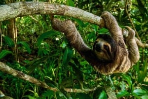 Panama: Monkey Island, Sloth Sanctuary and Gatun Lake Tour