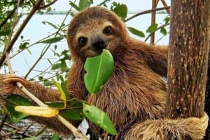 Panama: Monkey Island, Sloth Sanctuary and Gatun Lake Tour
