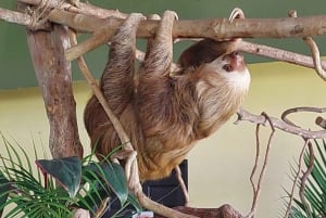 Panama: Wyspa Małp, wycieczka do Sanktuarium Leniwców i Kanał Panamski