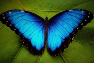 Panama: Wyspa Małp, wycieczka do Sanktuarium Leniwców i Kanał Panamski