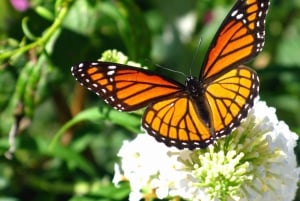 Panama: Wyspa Małp, wycieczka do Sanktuarium Leniwców i Kanał Panamski