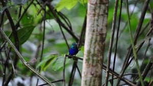 Centro de Descubrimiento de la Selva Tropical de Panamá