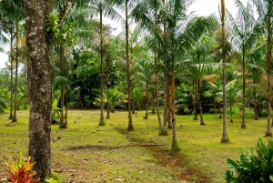 Panama: Rio Piedra Farm Entry Ticket and Hiking Trails