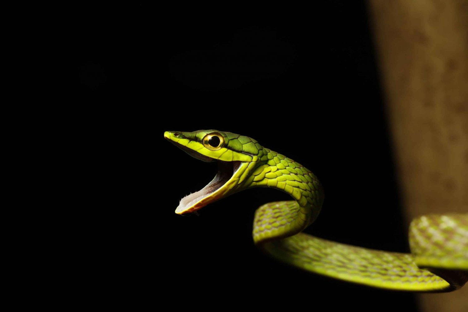 Panama; San Blas Due giorni nella foresta tutti includono