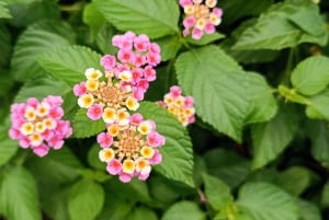 Panama: Stopover City Tour, Canal visit with a Local Guide