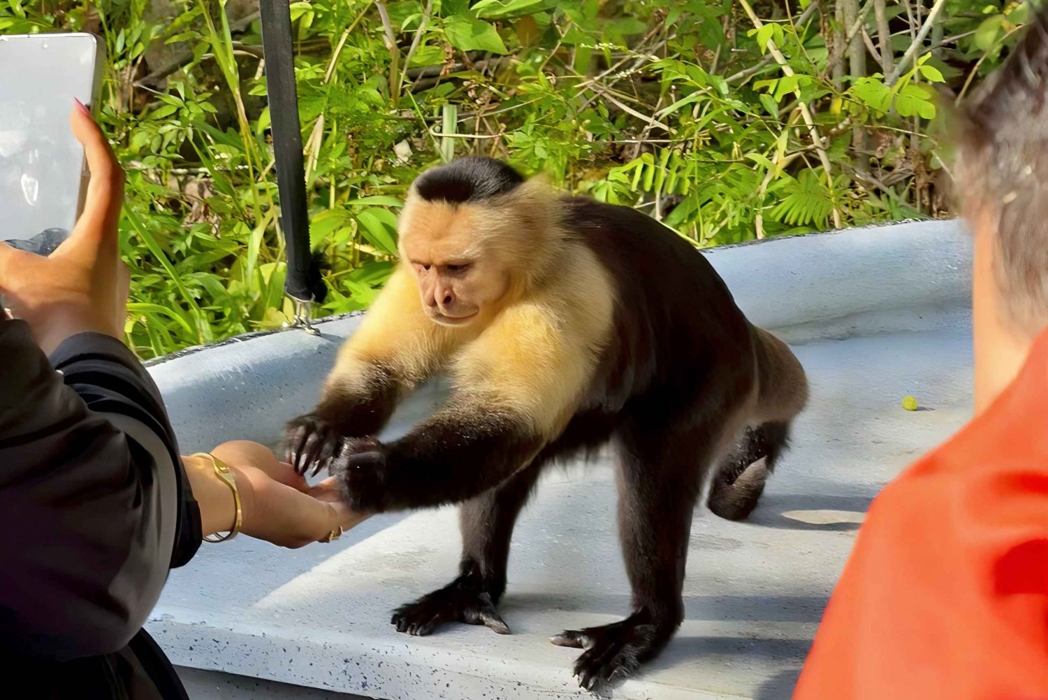 Panama Wildlife Safari: Monkey Island Adventure Tour