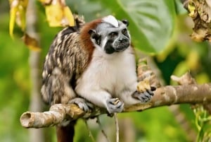 Panama Wildlife Safari: Monkey Island Adventure Tour