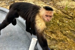 Safari nella natura di Panama: Tour d'avventura dell'Isola delle Scimmie